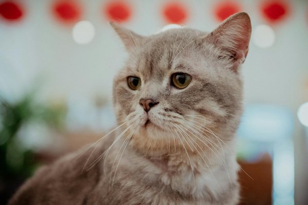 What Impact Does UK Technology Have on Renewable Energy Solutions?